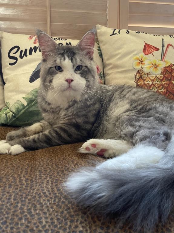 Big Handsome Friendly Maine Coon Male Retired photo 4