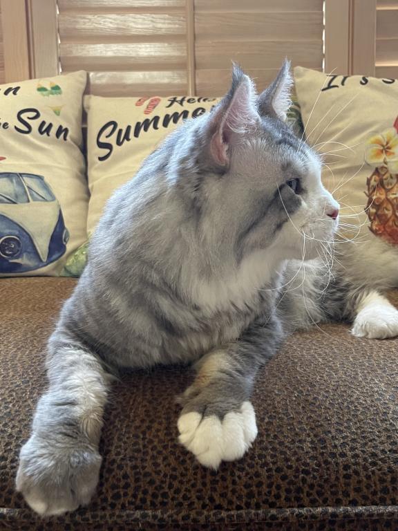 Big Handsome Friendly Maine Coon Male Retired photo 5