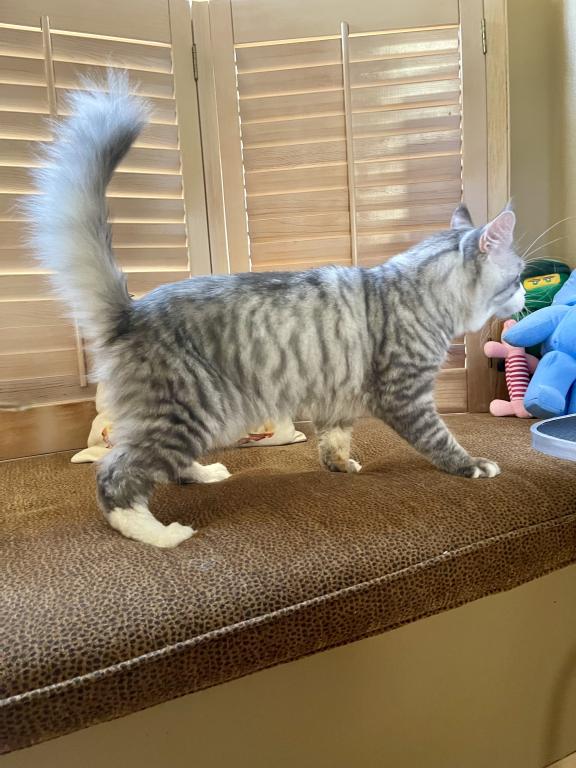 Big Handsome Friendly Maine Coon Male Retired photo 2