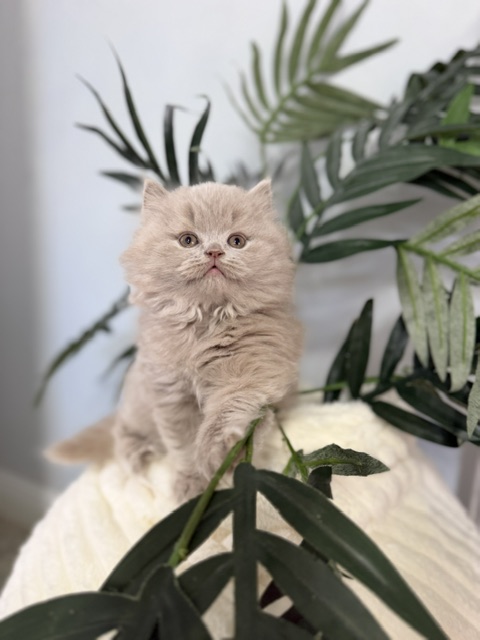 British Longhair Lilac Male photo 4