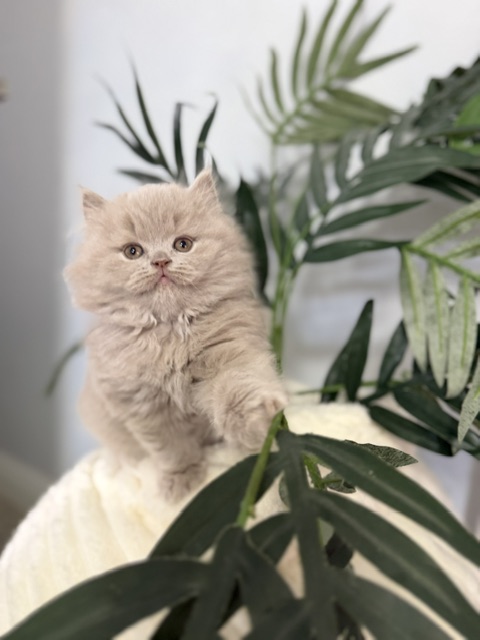 British Longhair Lilac Male photo 2