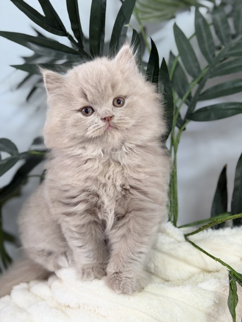 British Longhair Lilac Male photo 1