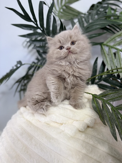 British Longhair Lilac Male photo 3