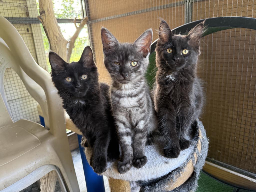 Maine Coon X Siamese CROSS Kittens photo 1