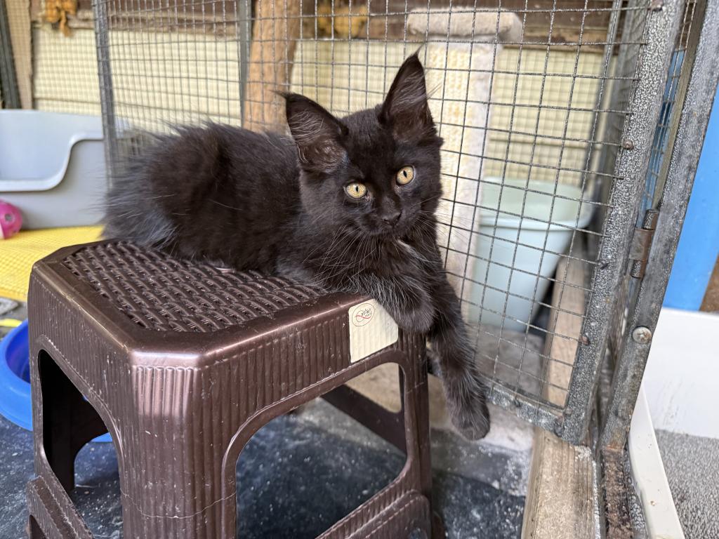 Maine Coon X Siamese CROSS Kittens photo 4