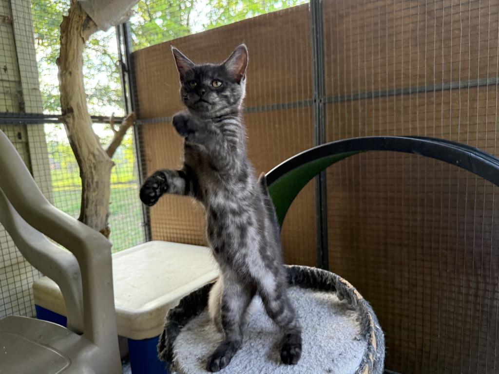 Maine Coon X Siamese CROSS Kittens photo 6