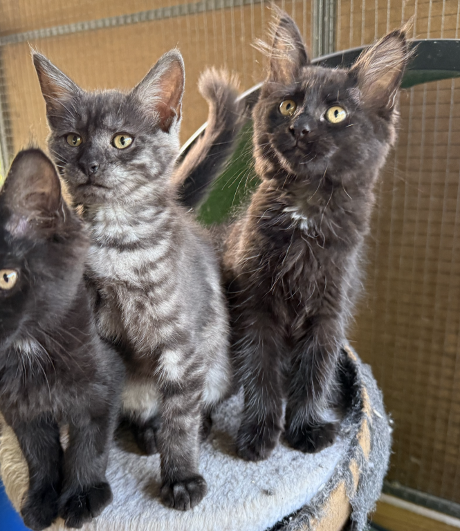 Maine Coon X Siamese CROSS Kittens photo 2