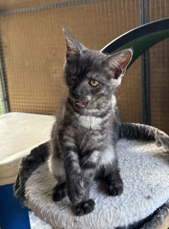 Maine Coon X Siamese CROSS Kittens photo 3