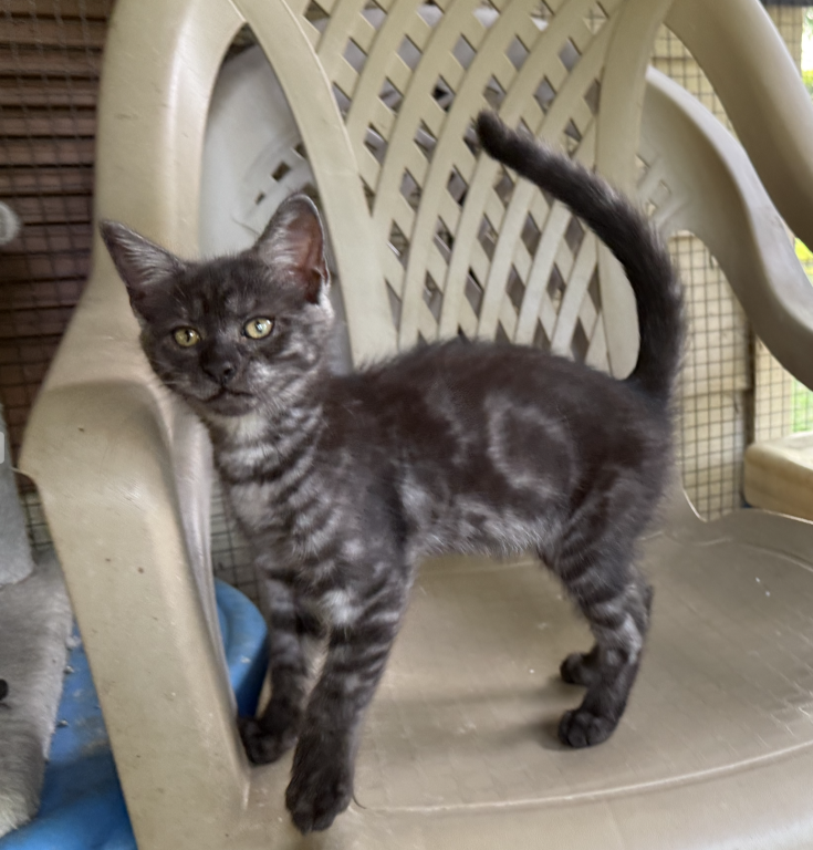 Maine Coon X Siamese CROSS Kittens photo 5