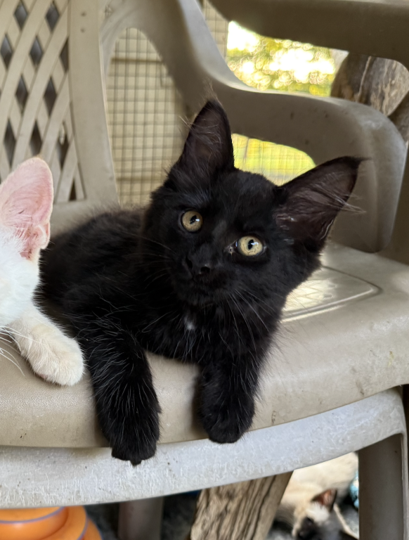 Maine Coon X Siamese CROSS Kittens photo 7