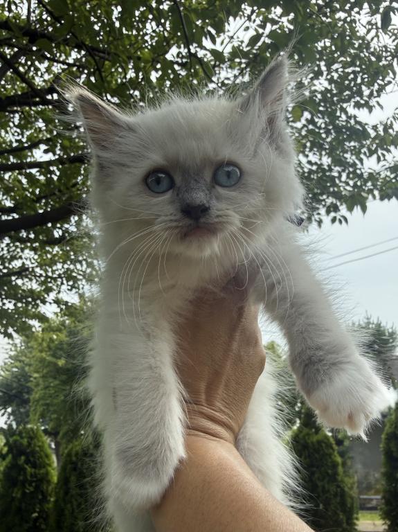 Purple Collar Female Blue Mitted Ready NOW