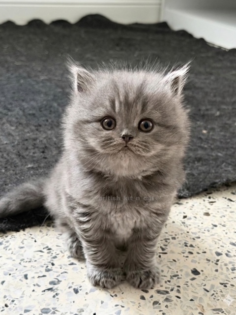 British Longhair Blue Male Available For Reservati photo 3