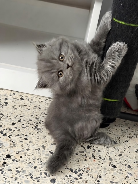 British Longhair Blue Male Available For Reservati photo 1