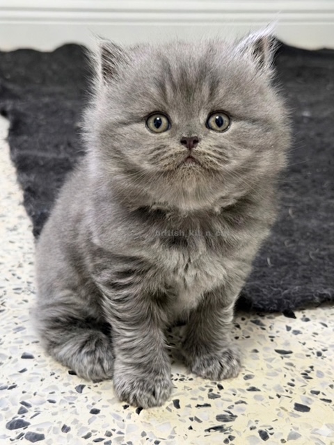 British Longhair Blue Male Available For Reservati photo 2