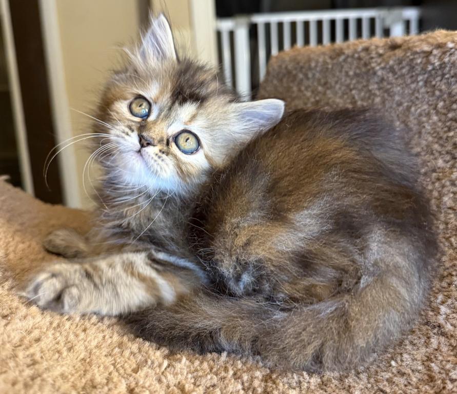 Doll Face Persian Kittens photo 4