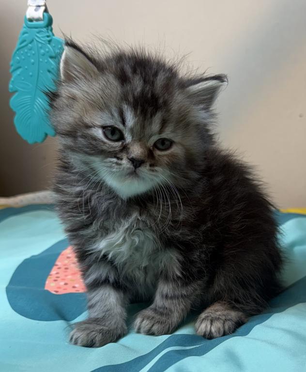 Doll Face Persian Kittens photo 14