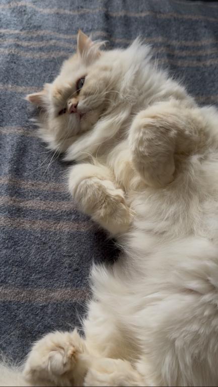Doll Face Persian Kittens photo 2