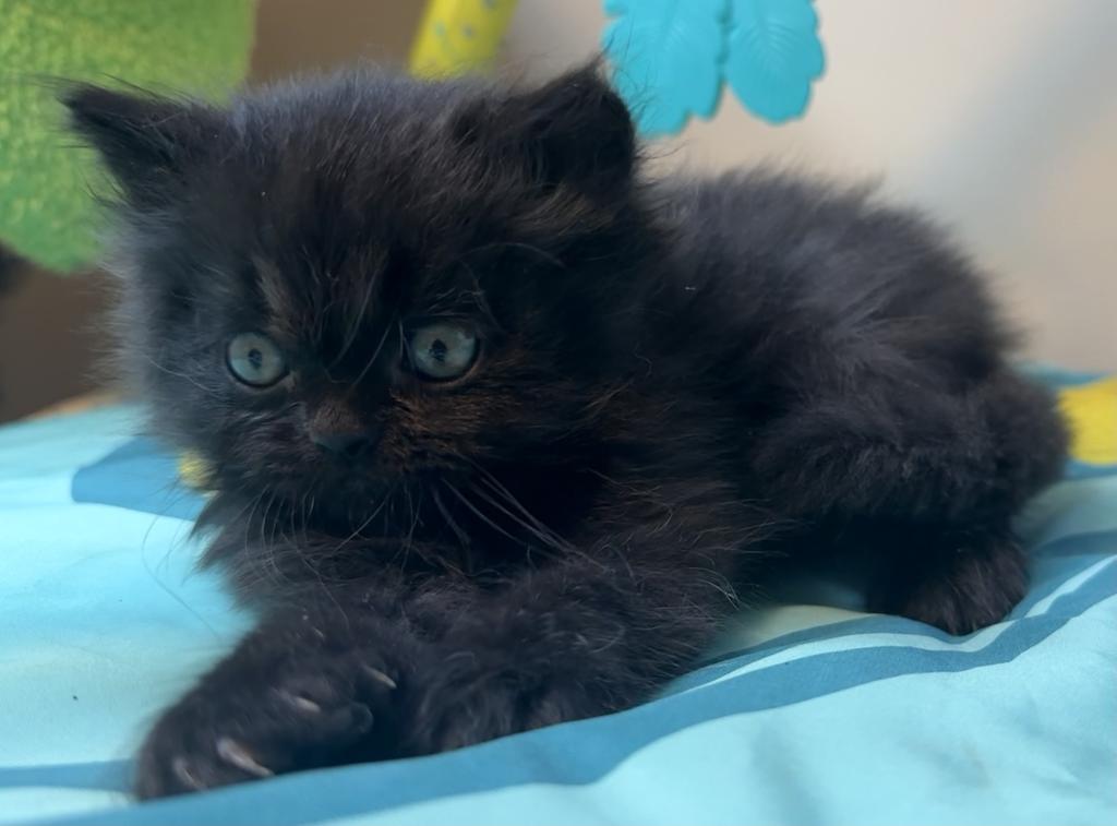 Doll Face Persian Kittens photo 12