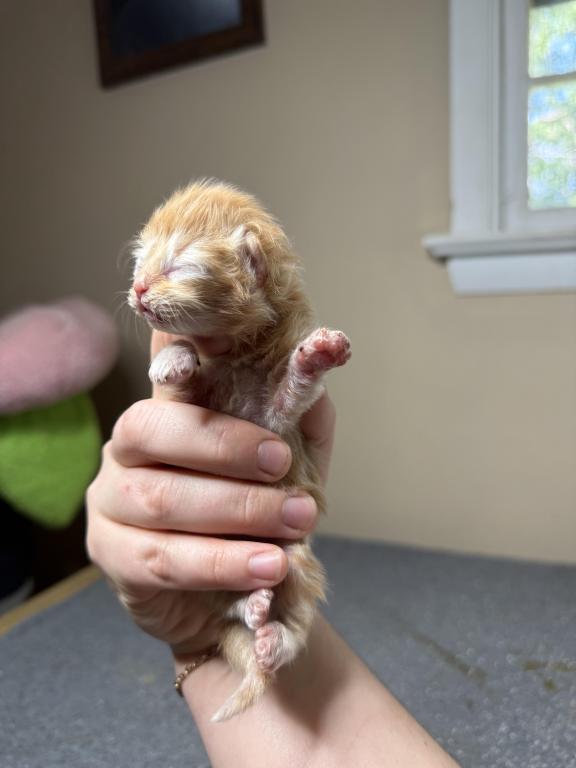 Doll Face Persian Kittens photo 15