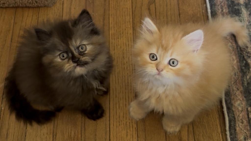 Doll Face Persian Kittens photo 4