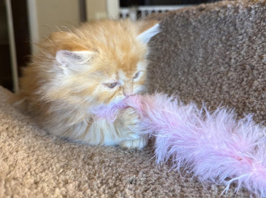 Doll Face Persian Kittens photo 6
