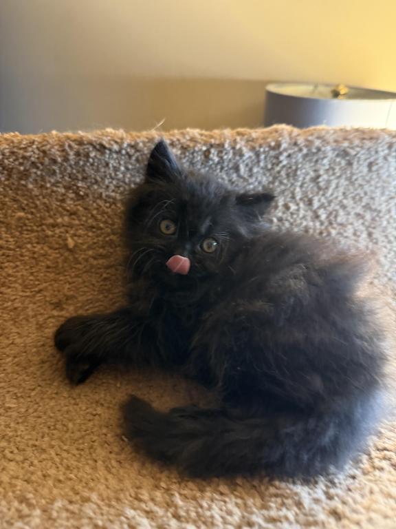 Doll Face Persian Kittens photo 10