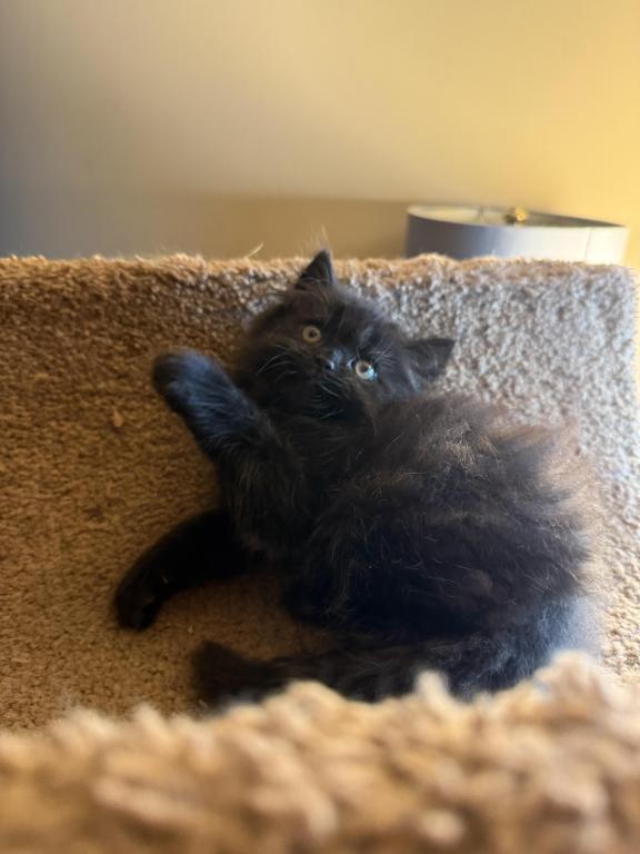 Doll Face Persian Kittens photo 11
