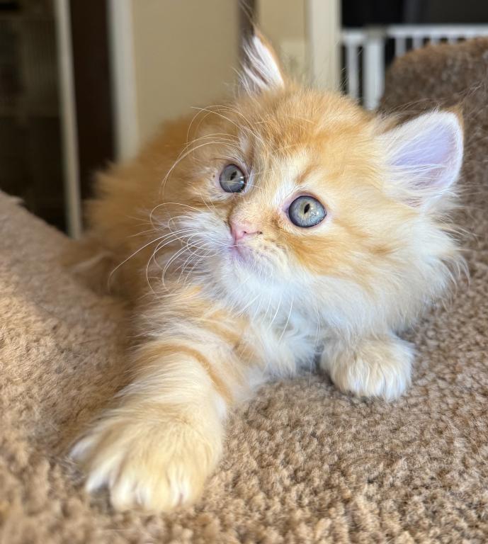 Doll Face Persian Kittens photo 7