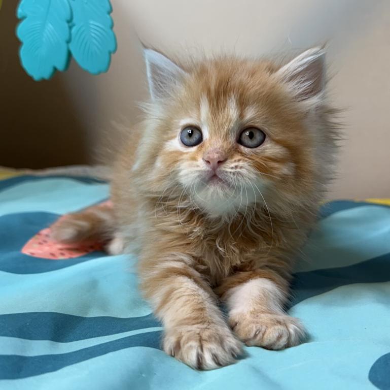 Doll Face Persian Kittens photo 16