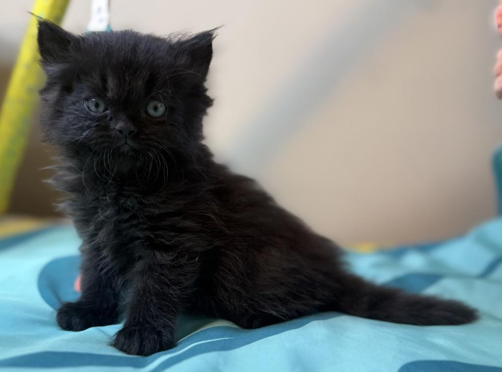 Doll Face Persian Kittens photo 13