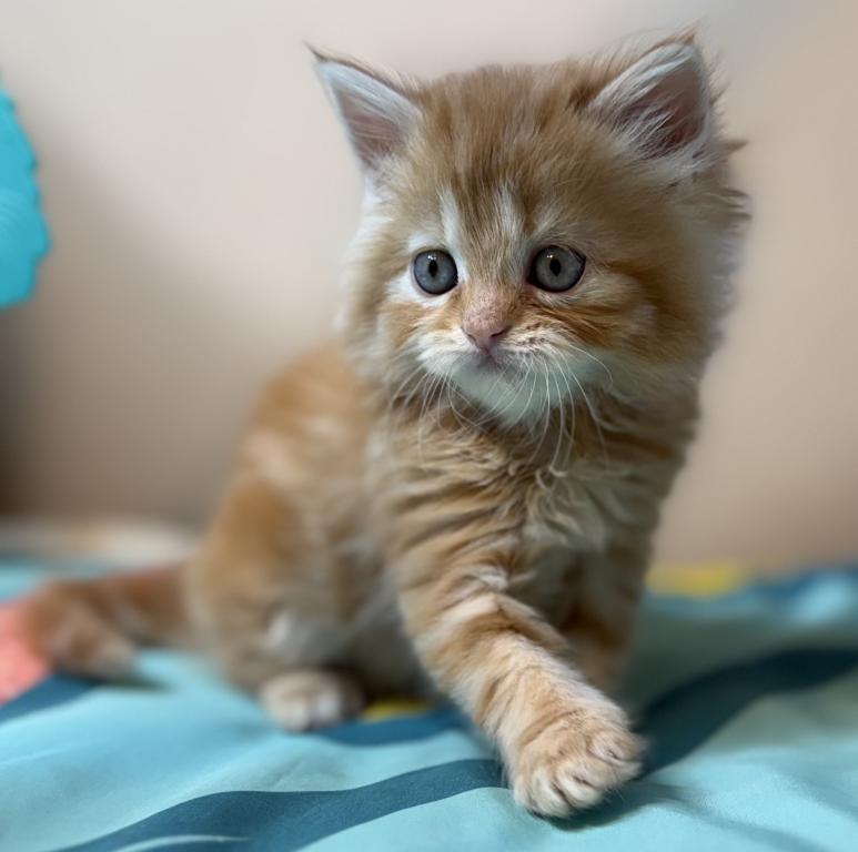 Doll Face Persian Kittens