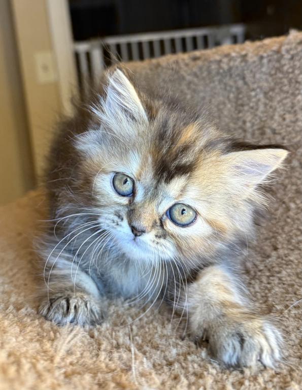 Doll Face Persian Kittens photo 5