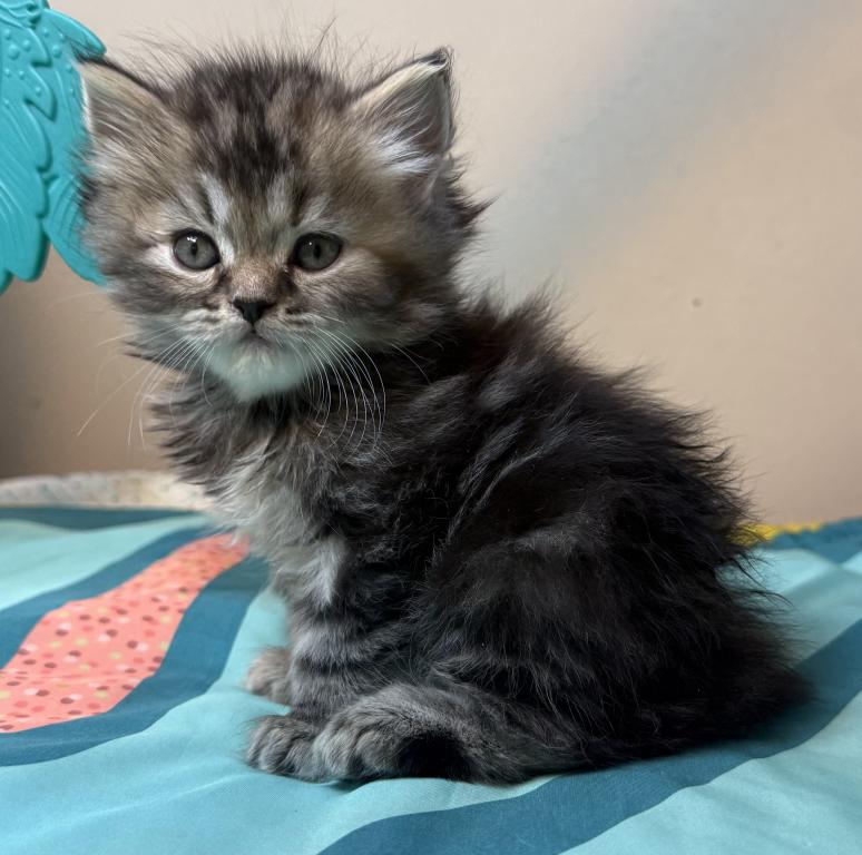 Doll Face Persian Kittens photo 15