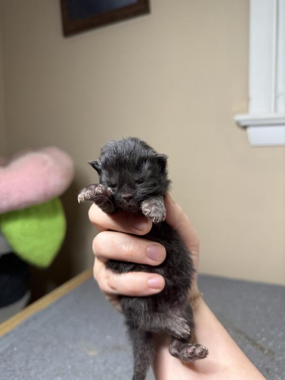 Doll Face Persian Kittens photo 12