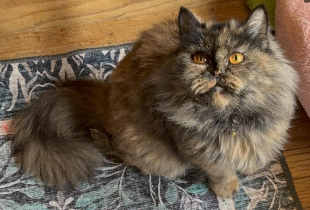 Doll Face Persian Kittens photo 3