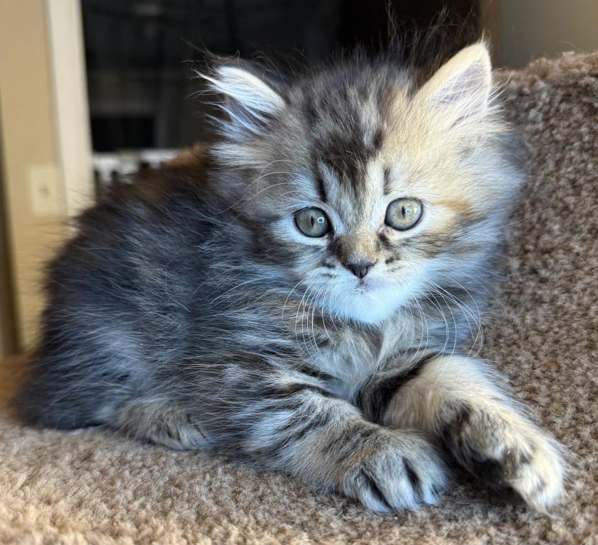 Doll Face Persian Kittens photo 8