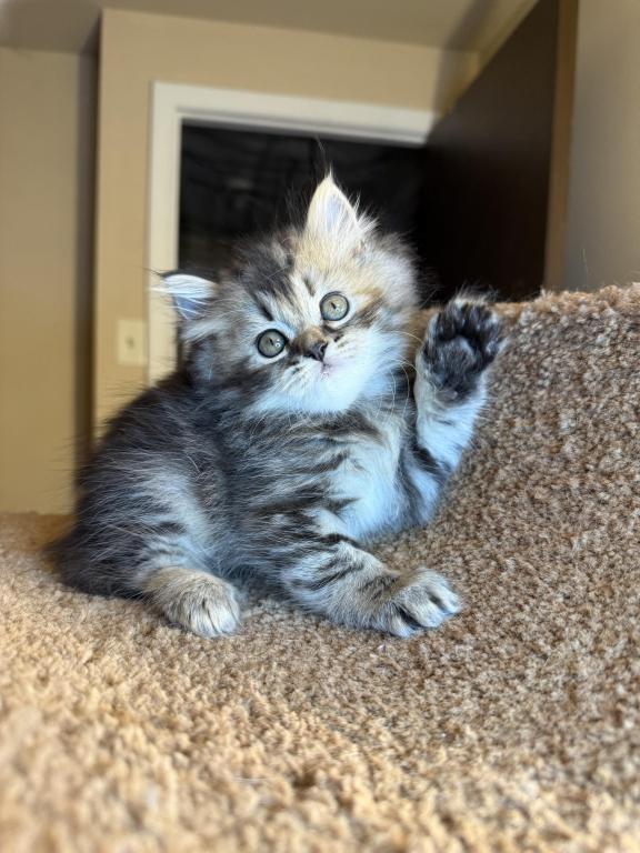 Doll Face Persian Kittens photo 9