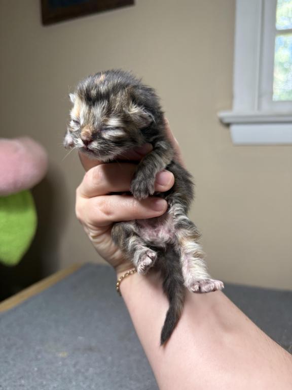 Doll Face Persian Kittens photo 10