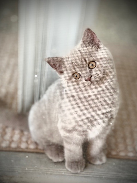 British Shorthair Lilac Male photo 1