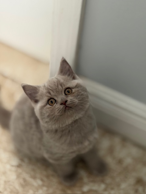 British Shorthair Lilac Male photo 2