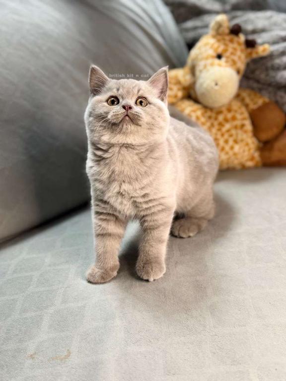 British Shorthair Lilac Male photo 4