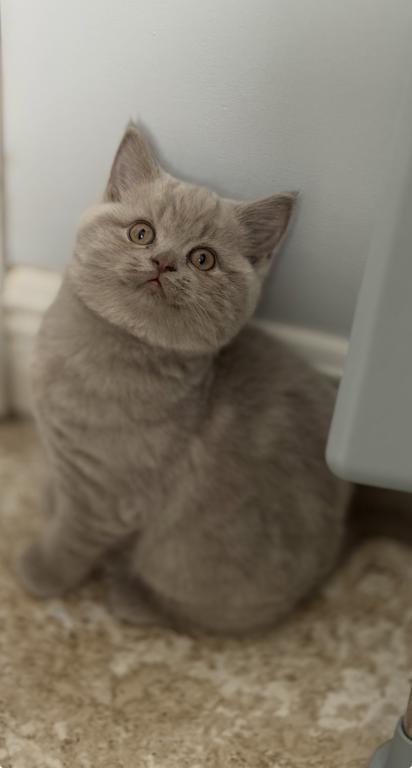 British Shorthair Lilac Male photo 3