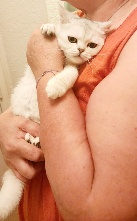 Scottish Straight Silver Chinchilla Kitten Nika photo 2