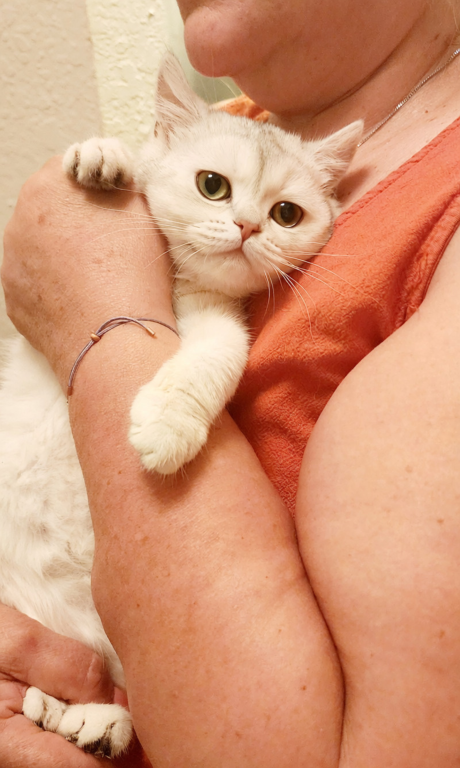 Scottish Straight Silver Chinchilla Kitten Nika photo 1