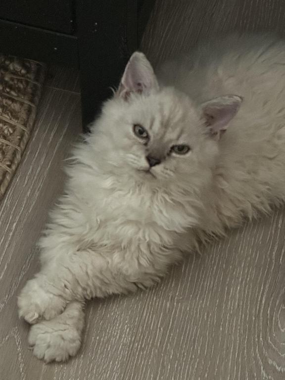Cream Selkirk Kitten photo 3