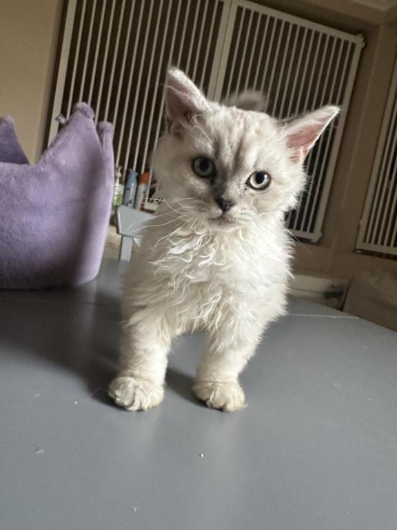 Cream Selkirk Kitten photo 4