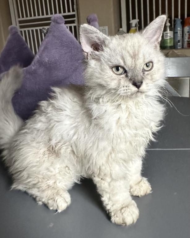 Cream Selkirk Kitten photo 5