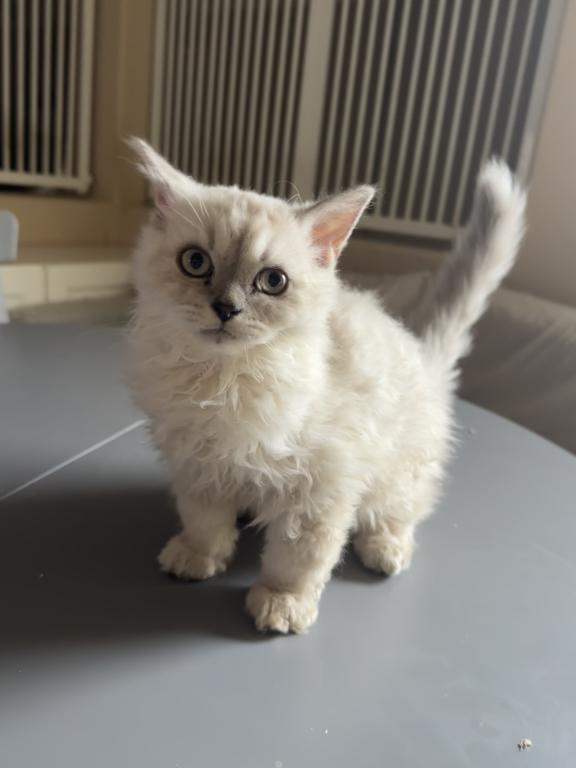 Cream Selkirk Kitten photo 1
