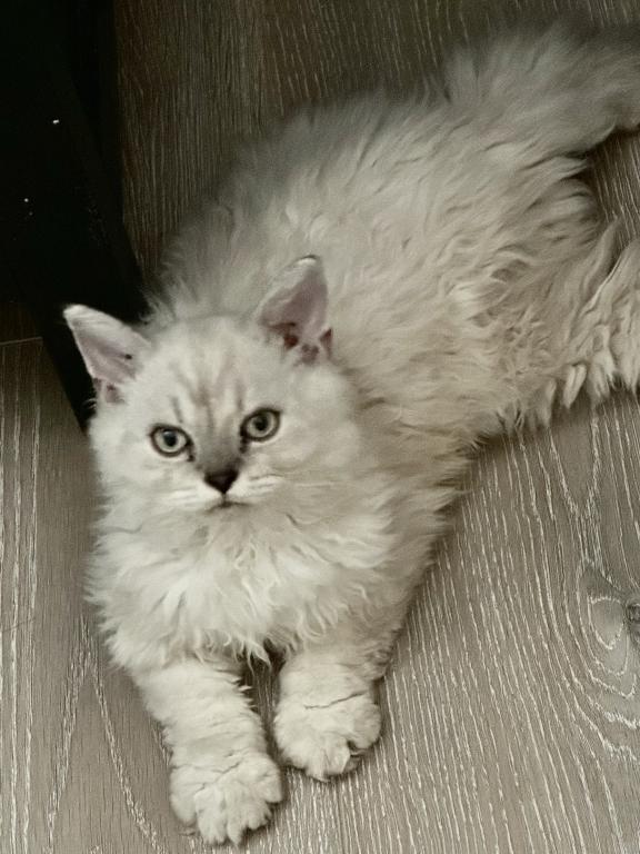 Cream Selkirk Kitten photo 2
