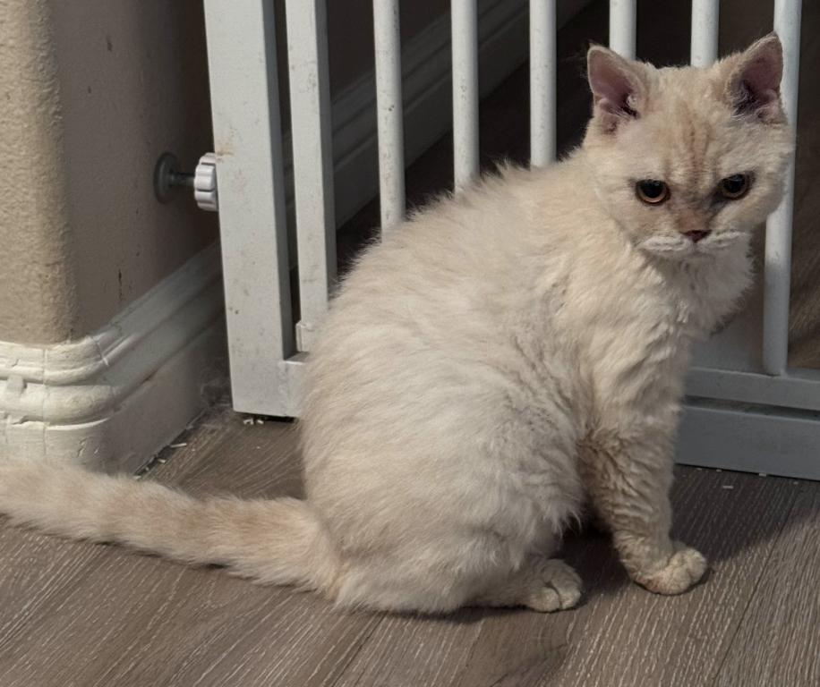 Cream Colored Selkirk Rex Short Haired photo 3
